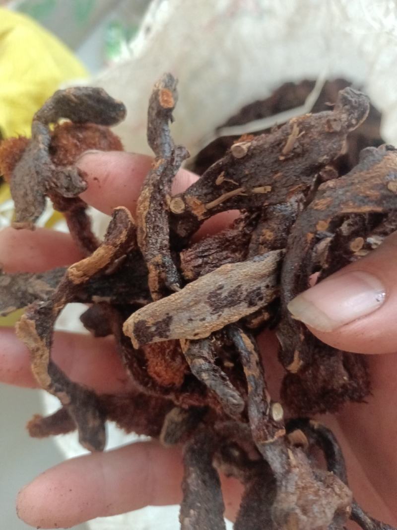 骨碎补一手货源，纯野生，供货稳定，产地供应，欢迎各位咨询