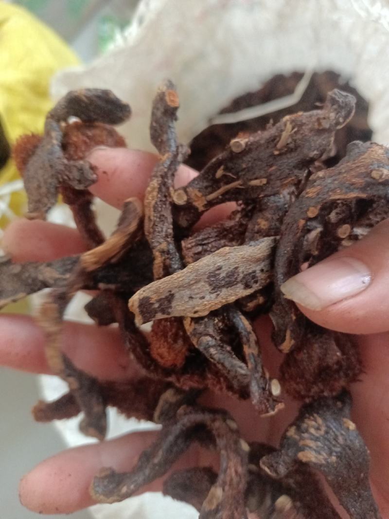 骨碎补一手货源，纯野生，供货稳定，产地供应，欢迎各位咨询