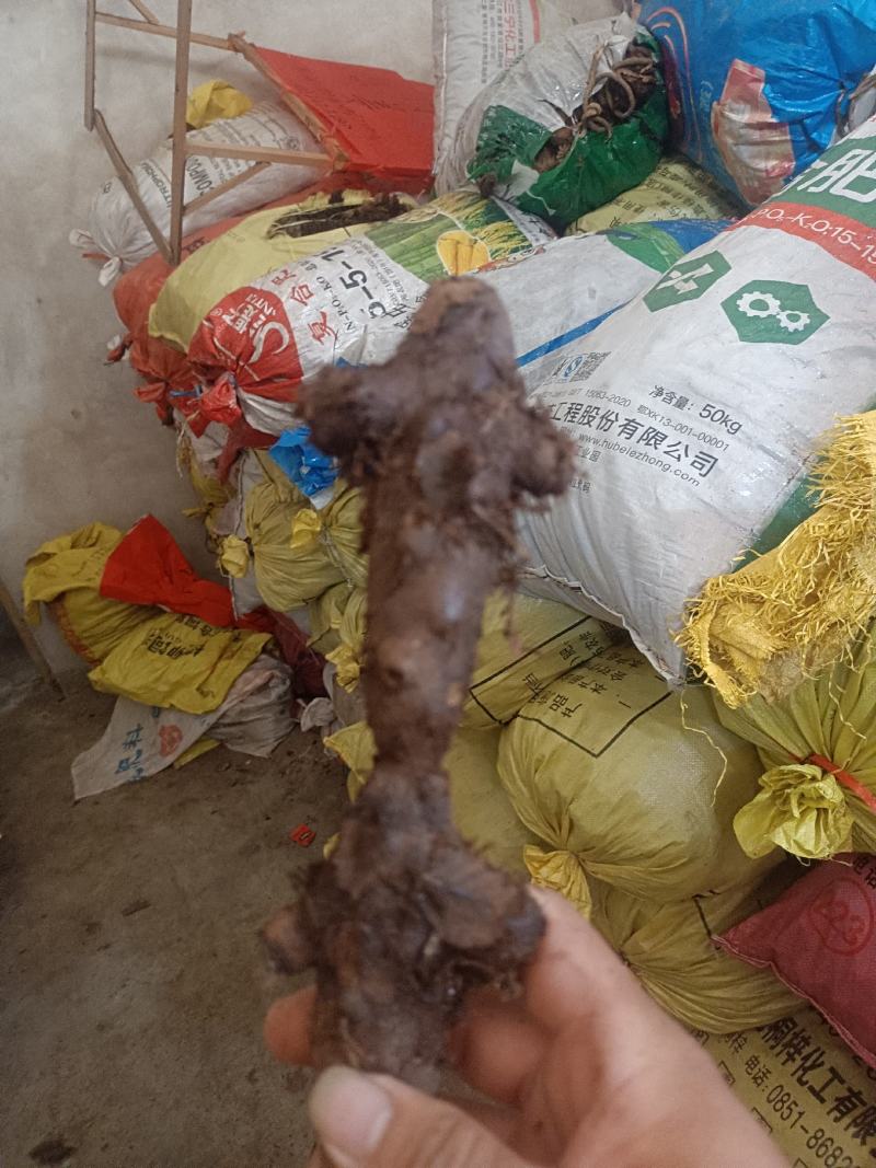 骨碎补一手货源，纯野生，供货稳定，产地供应，欢迎各位咨询
