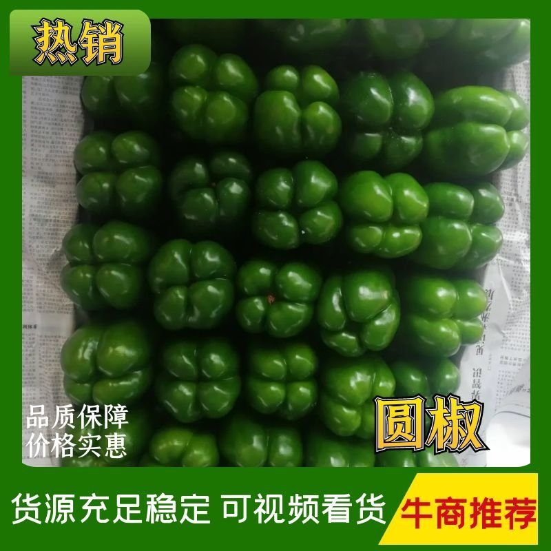 原产地圆椒，果型正，大小均匀，颜色鲜亮。货源充足