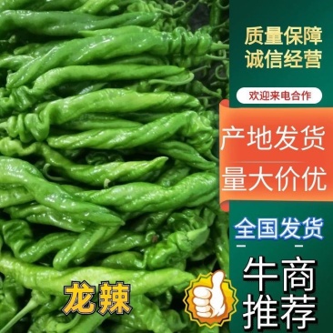 龙椒山东原产地，龙椒，线椒，圆椒，杭椒，辣妹子，麻辣椒，