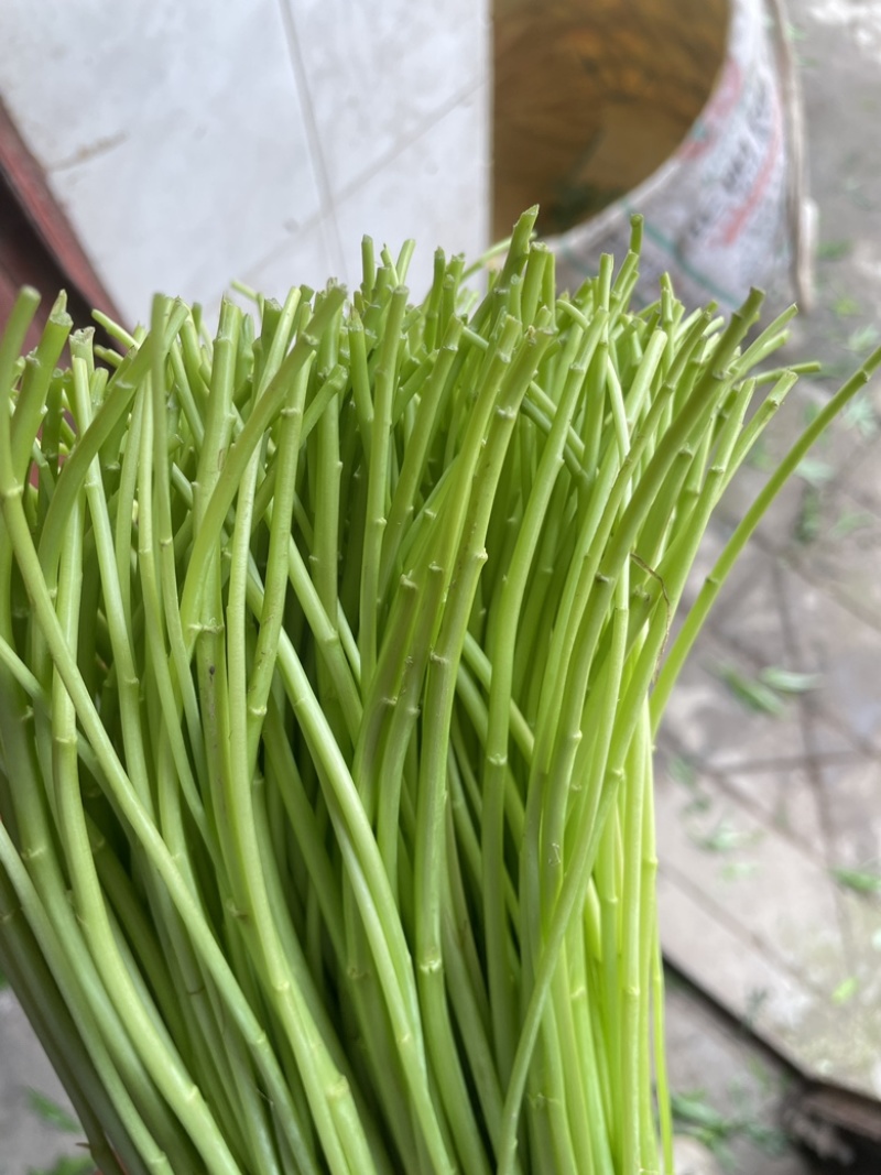 藜蒿
