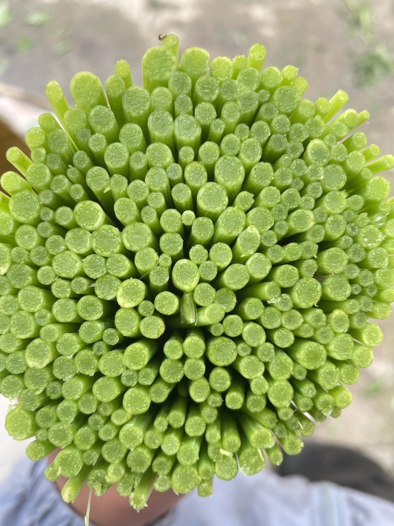藜蒿