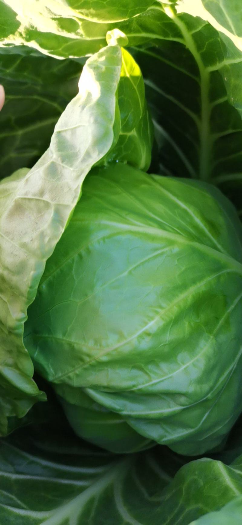农场甘蓝菜