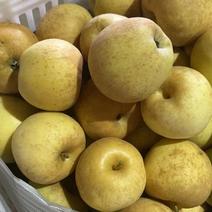 江苏丰县大沙河黄金帅，信农田，以及各式各样的苹果大量上市