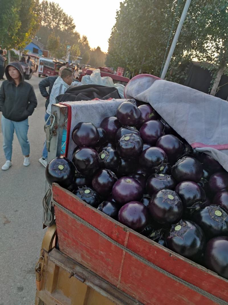 圆茄紫光圆茄山东莘县产区货源充足代收代发全国市场