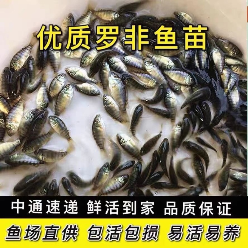 罗非鱼苗批发正一快大鱼场直供技术指导特大规格