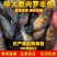 罗非鱼苗批发正一快大鱼场直供技术指导特大规格