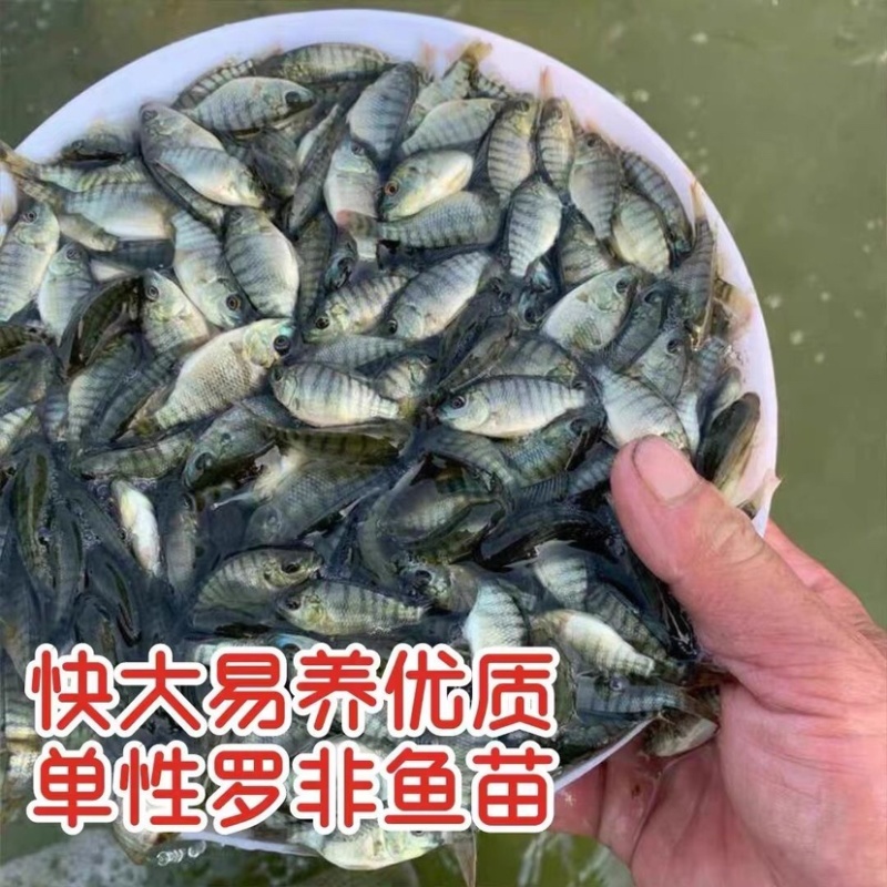 罗非鱼苗批发正一快大鱼场直供技术指导特大规格