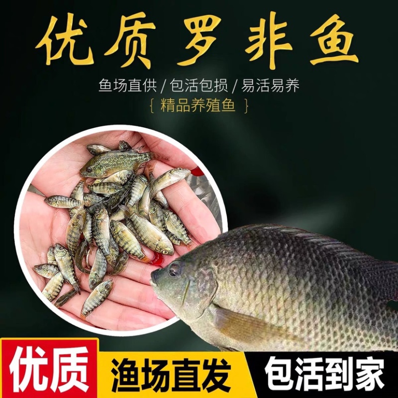罗非鱼苗批发正一快大鱼场直供技术指导特大规格