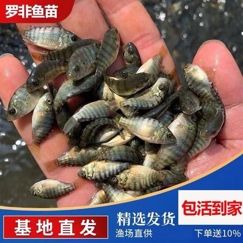 罗非鱼苗批发正一快大鱼场直供技术指导特大规格