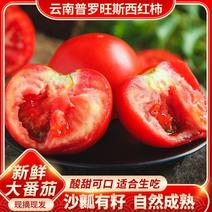 云南大番茄，自然成熟西红柿，个大饱满，普罗旺斯西红柿