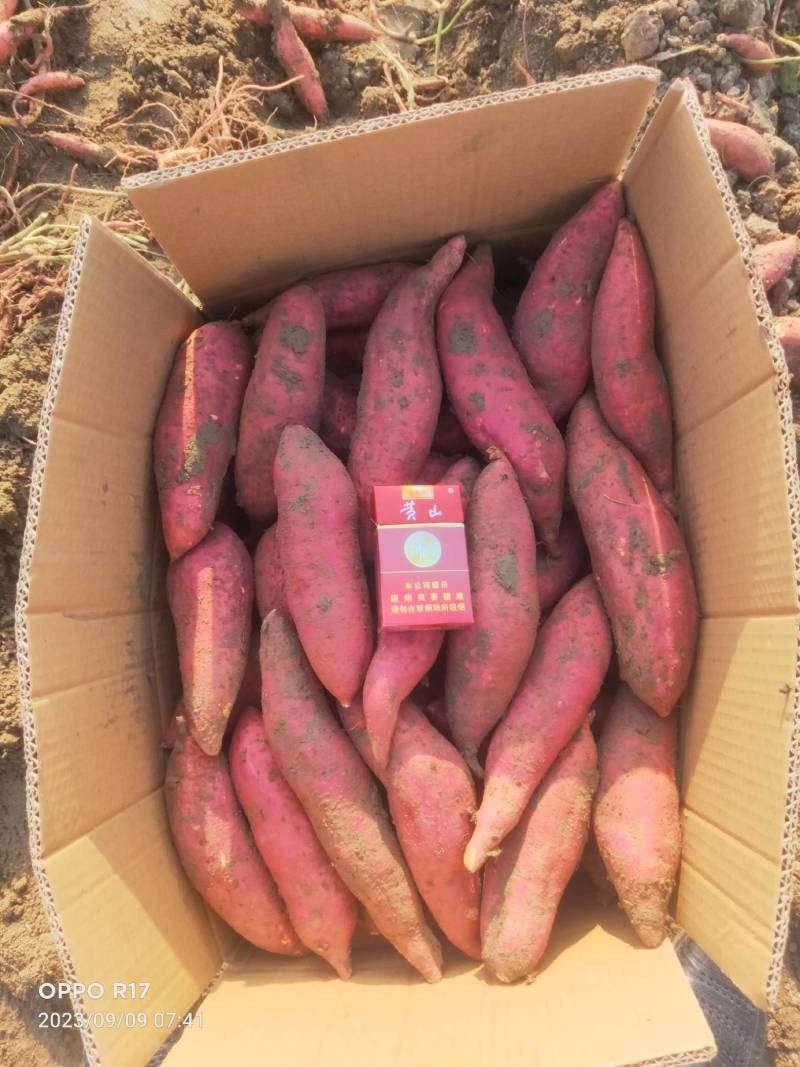安徽黑土地精品西瓜红薯，无虫眼，无疤痕，色泽鲜艳，