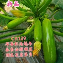 新品CH129油绿条西葫芦新品种，瓜条更绿更顺直