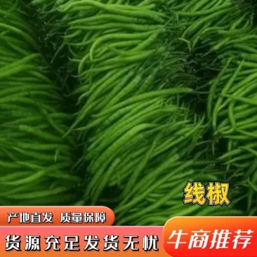 山东青州尖椒刚上市线椒，圆椒，龙椒，辣妹子，麻辣。各种辣