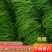 山东青州尖椒刚上市线椒，圆椒，龙椒，辣妹子，麻辣。各种辣