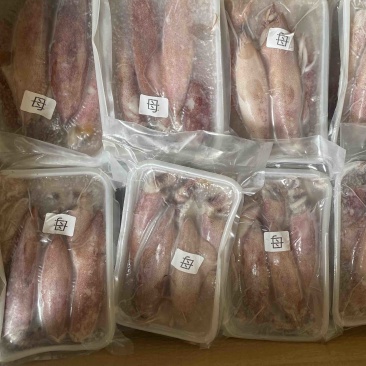 满膏鱿鱼带籽小管海兔有蛋鱿鱼