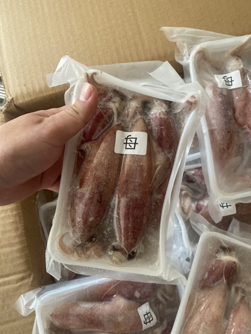满膏鱿鱼带籽小管海兔有蛋鱿鱼