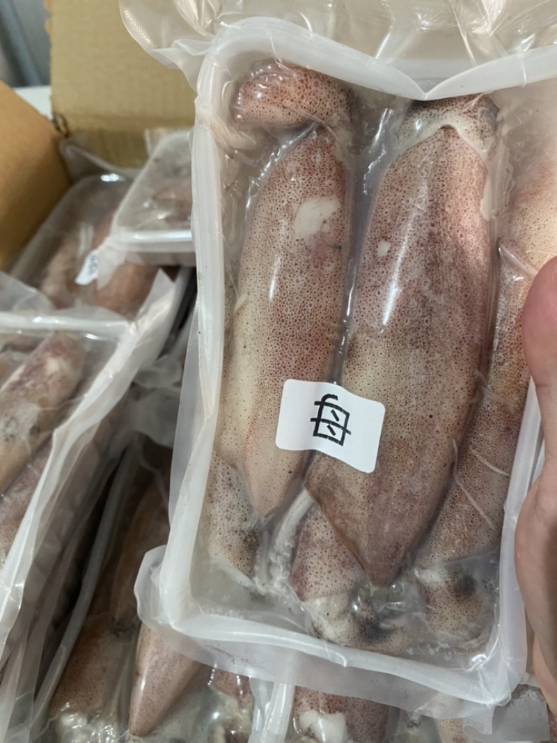 满膏鱿鱼带籽小管海兔有蛋鱿鱼