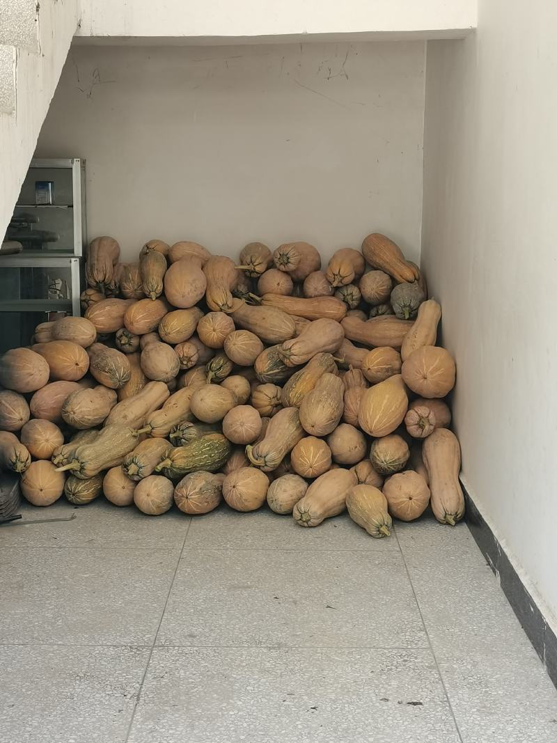 出售南瓜