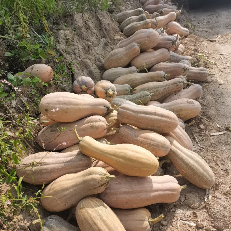 出售南瓜