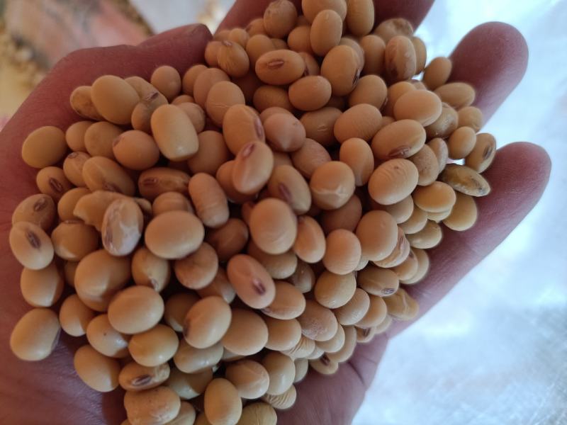 纳豆干纳豆干酱豆