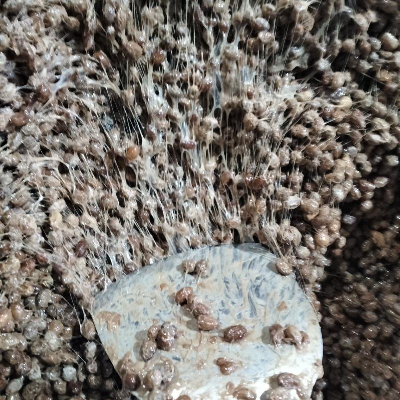 酱豆纳豆传统自然发酵无任何添加剂纯自然发酵