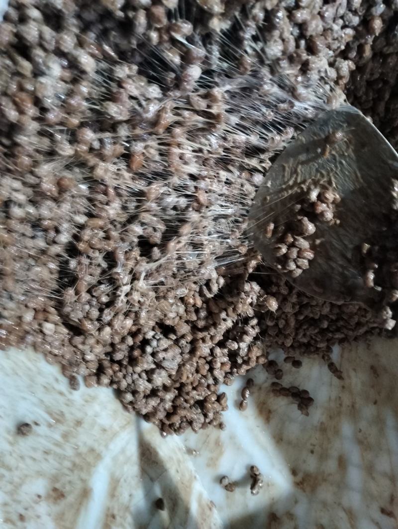 酱豆纳豆传统自然发酵无任何添加剂纯自然发酵