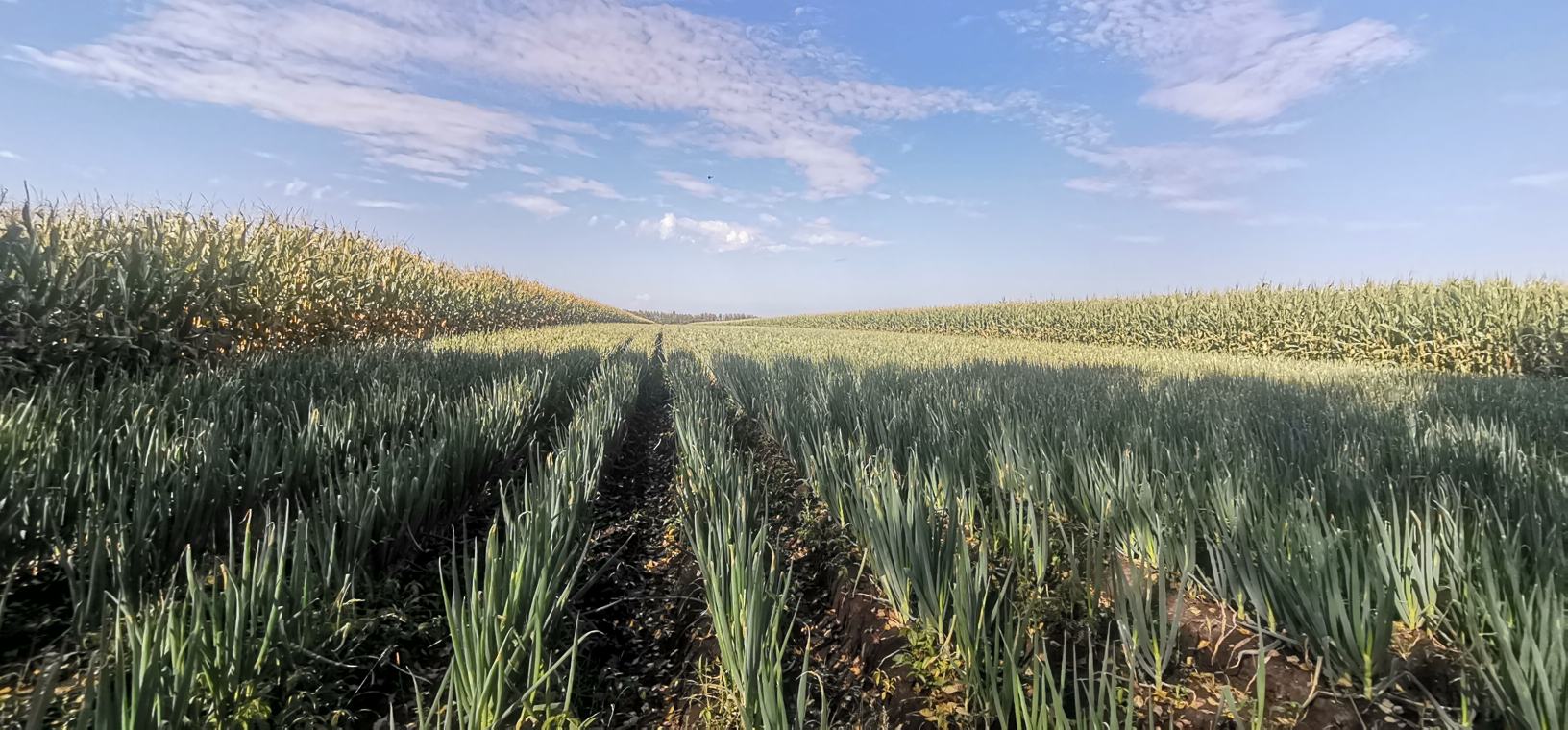地图展示河北省唐山市玉田县、丰南区、滦州市三大大葱主产区的地理位置,标注主要乡镇如窝洛沽镇、柳树瞿阝镇、雷庄镇,辅以土壤类型、海拔高度与年均气温等生态信息 河北唐山大葱主产区分布图