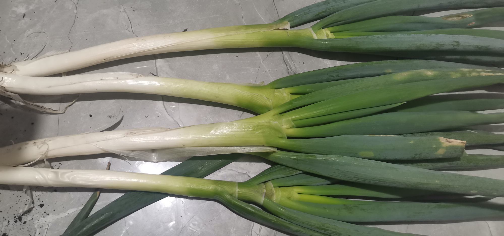 带根的大葱整齐摆放在厨房操作台上,背景为明亮的厨房环境 带根的大葱在厨房中的摆放场景