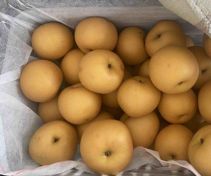 5-7两莱阳秋月梨，货源充足，一件代发