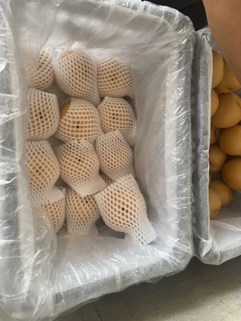 5-7两莱阳秋月梨，货源充足，一件代发