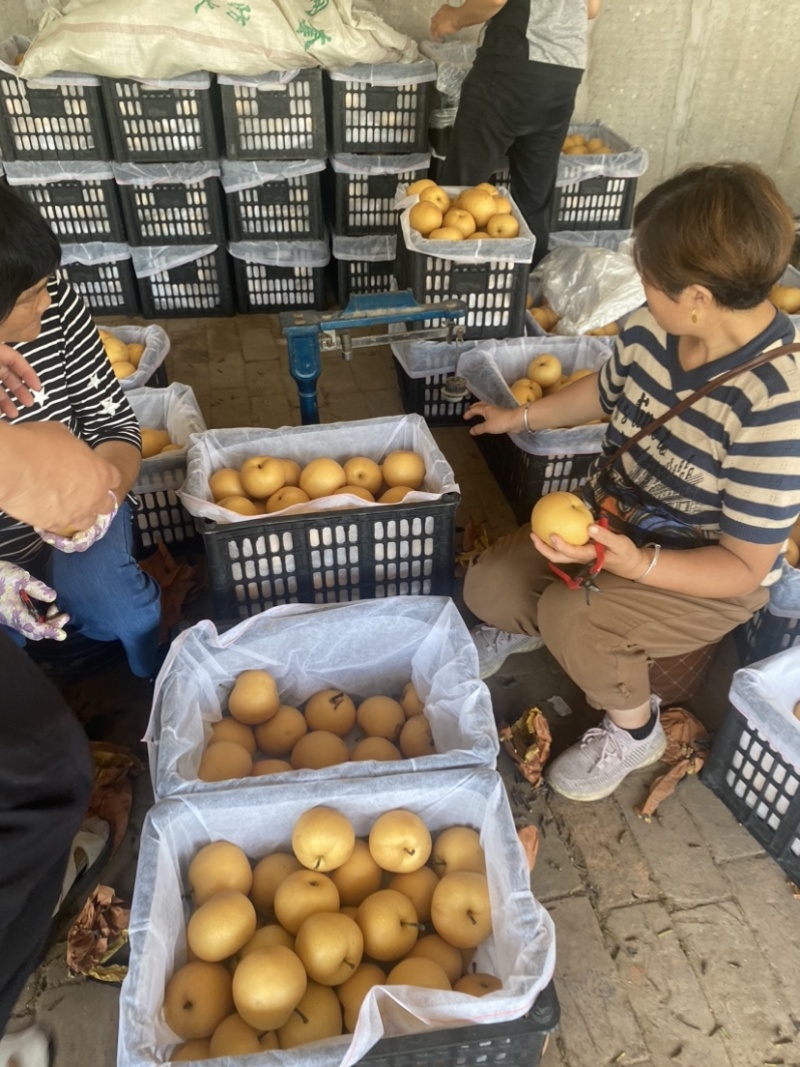 5-7两莱阳秋月梨，货源充足，一件代发