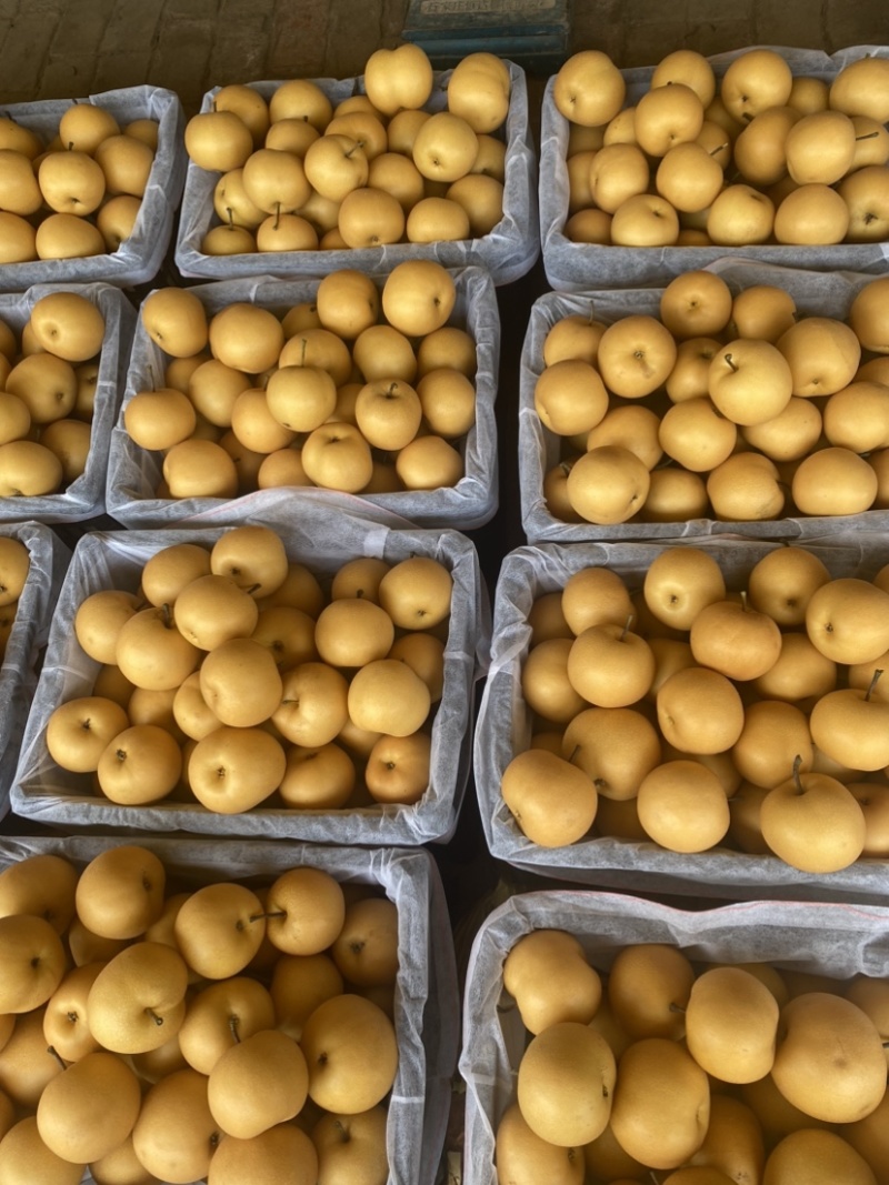 5-7两莱阳秋月梨，货源充足，一件代发