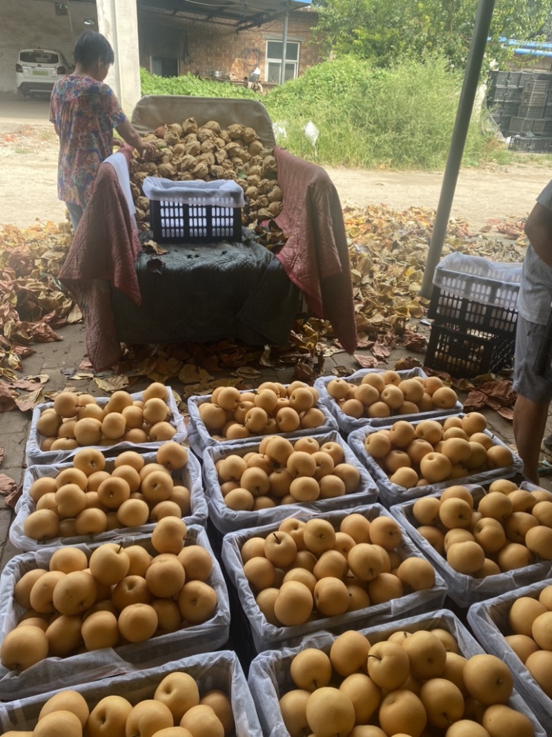 5-7两莱阳秋月梨，货源充足，一件代发