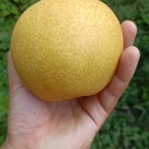 不是黄金梨，晚秋黄梨六两以上