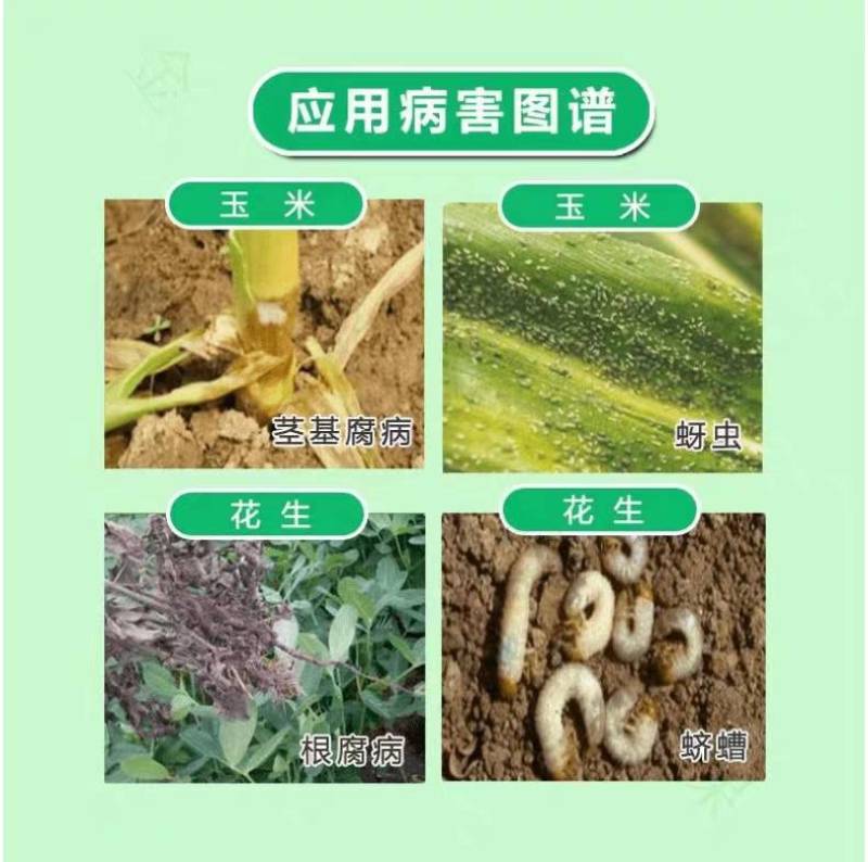 小麦拌种剂29%噻虫咯霜灵花生玉米根腐病蚜虫蛴螬精甲霜灵