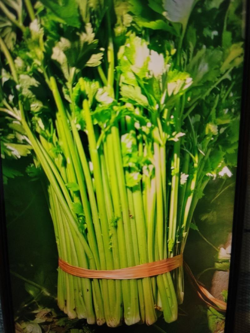 【精品西芹】芹菜大量上市，一手货源，承接电商，可视频看货