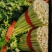 【精品西芹】芹菜大量上市，一手货源，承接电商，可视频看货
