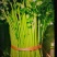 【精品西芹】芹菜大量上市，一手货源，承接电商，可视频看货