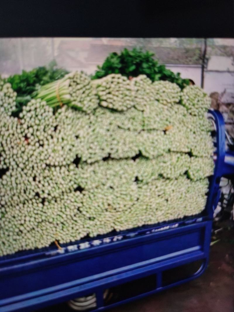 【精品西芹】芹菜大量上市，一手货源，承接电商，可视频看货