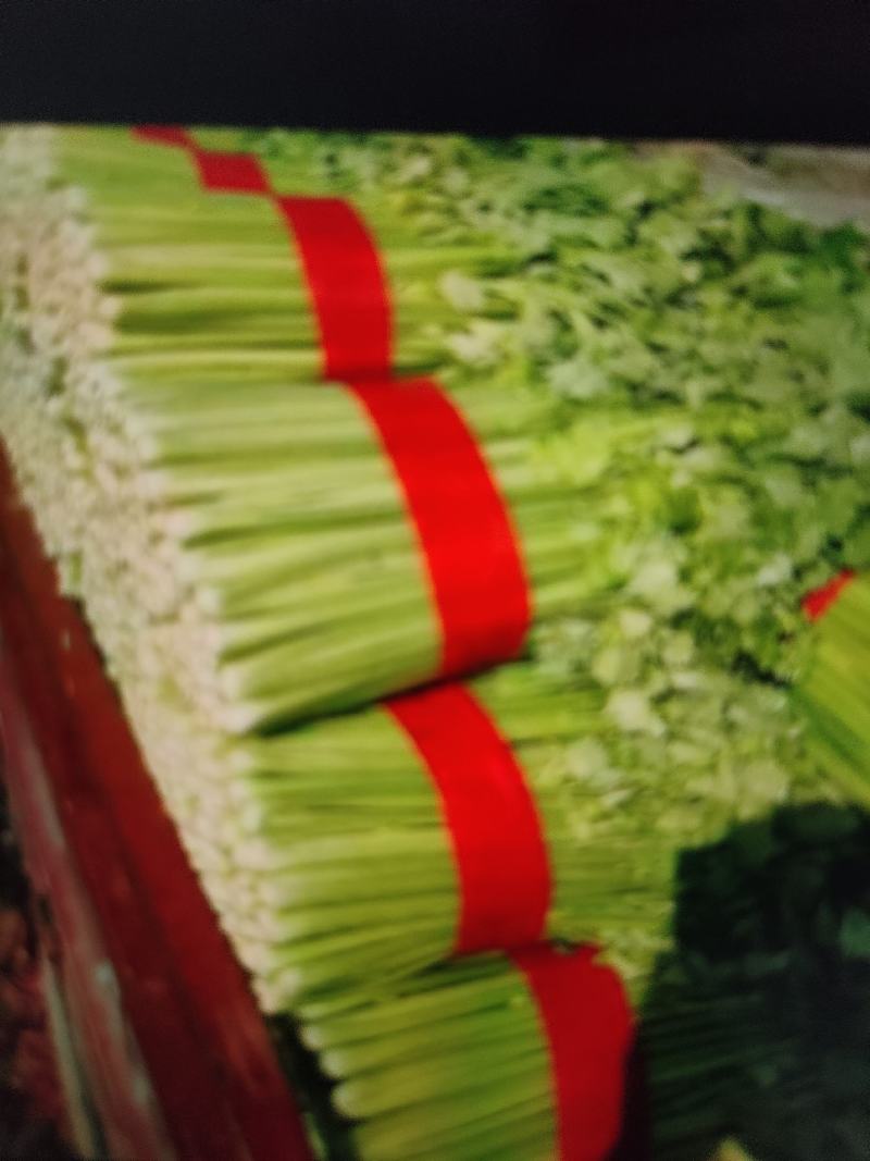 【精品西芹】芹菜大量上市，一手货源，承接电商，可视频看货