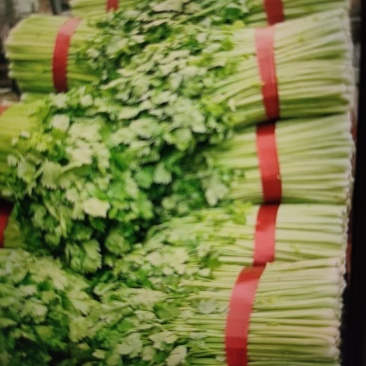 【精品西芹】芹菜大量上市，一手货源，承接电商，可视频看货