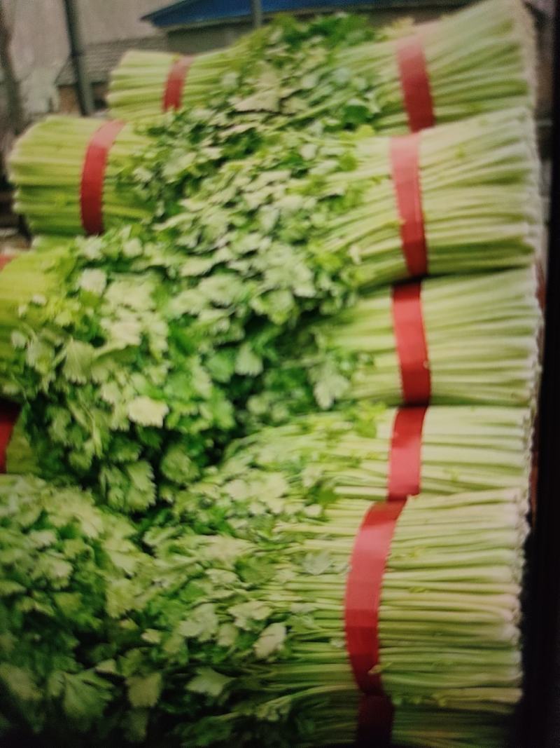 【精品西芹】芹菜大量上市，一手货源，承接电商，可视频看货