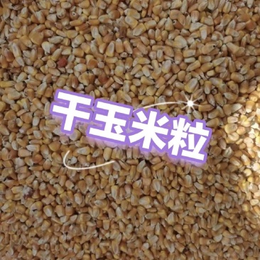 安徽阜南精品玉米好货