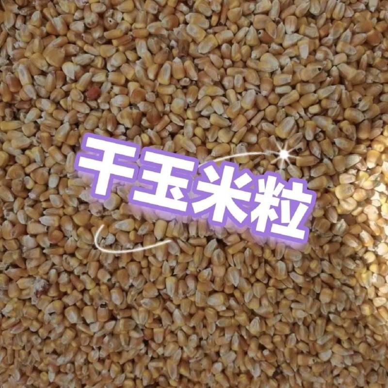 安徽阜南精品玉米好货