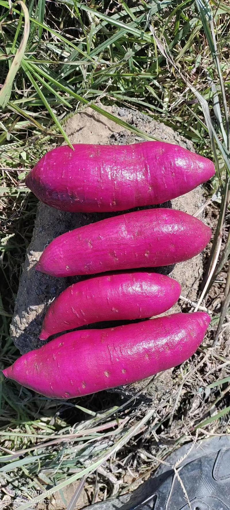 精品紫薯二代小花叶紫薯产地直供品质保证诚信经营