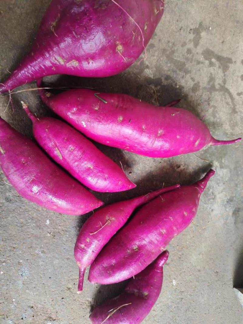 精品紫薯二代小花叶紫薯产地直供品质保证诚信经营