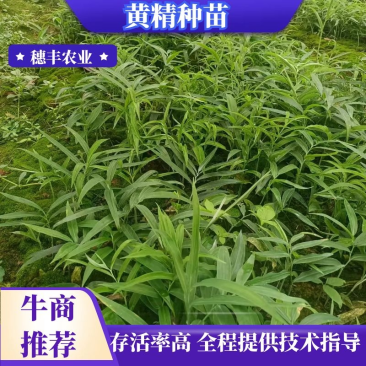 黄精苗，四川多花姜型不倒苗甜黄精种苗老虎姜苗