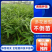黄精种苗，四川多花姜型不倒苗甜黄精种苗老虎姜苗